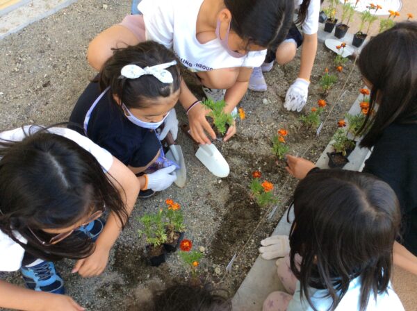マリーゴールドの苗を植える子どもたち